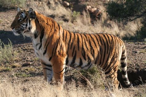 what are the south china tigers predators